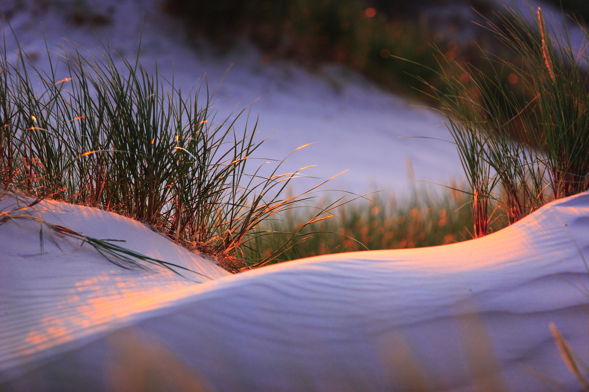 Entre Dunes et Mer